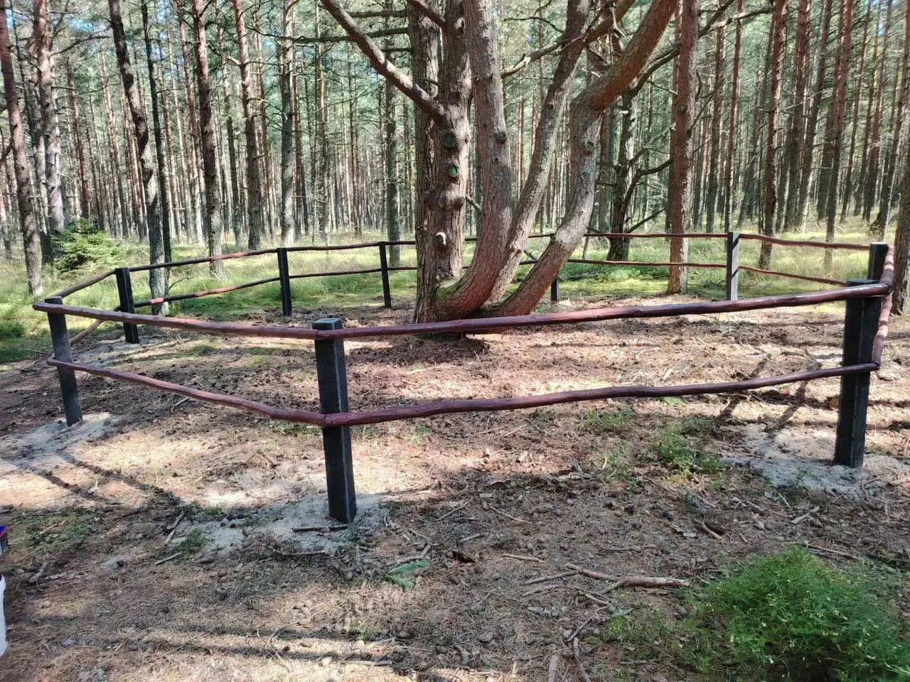 На экологической тропе «Танцующий лес» в национальном парке «Куршская коса» вокруг уникального многоствольного дерева смонтировали новое ограждение — чтобы защитить сосну и посетителей.