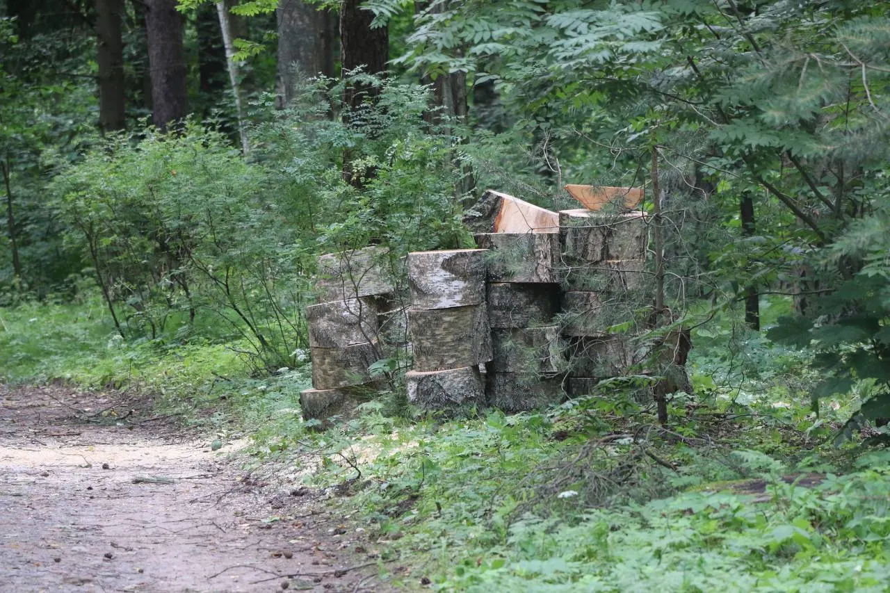 Павловский парк закрыт до 17 июля из‑за последствий урагана. Посетителям предлагают самовывозом забрать порубочные остатки поваленных деревьев; в городе зафиксированы десятки упавших деревьев, перебои с электричеством и задержки транспорта.