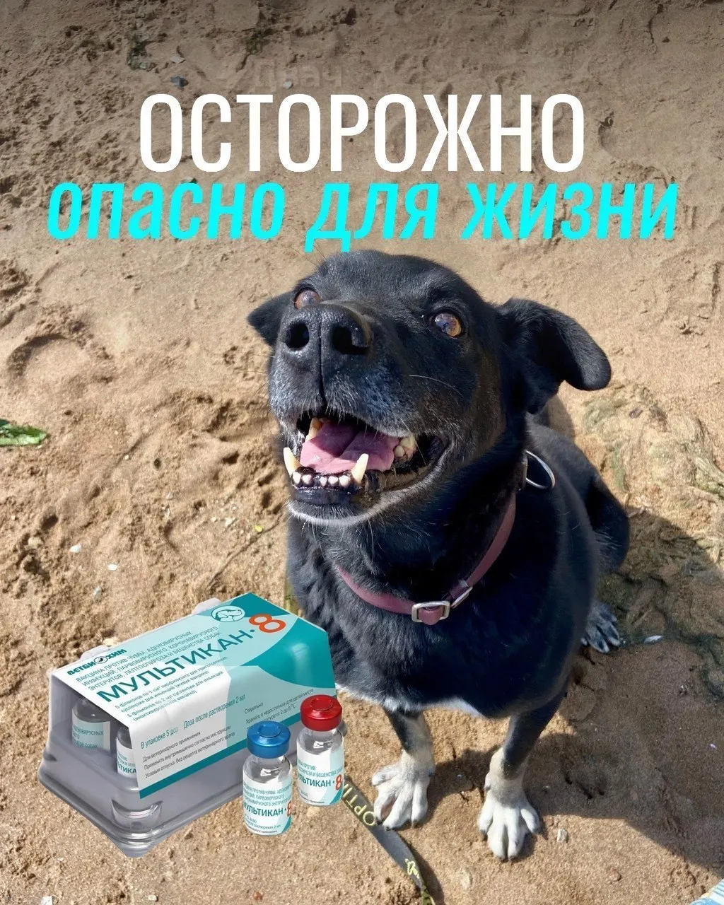 У некоторых животных после вакцинации против бешенства возникли тяжёлые осложнения: судороги, рвота, диарея и высокая температура; проводится экспертиза партии вакцины.