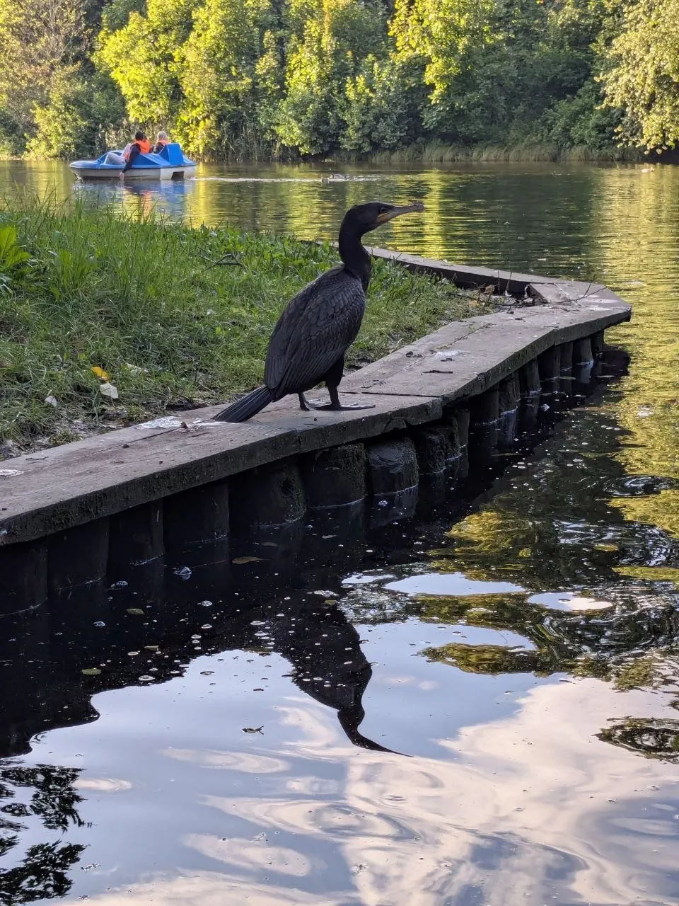 Птица была замечена во время прогулки на водном велосипеде в ЦПКиО; позже появились свидетельства возле стадиона «Петровский» и в парке «Сосновка».