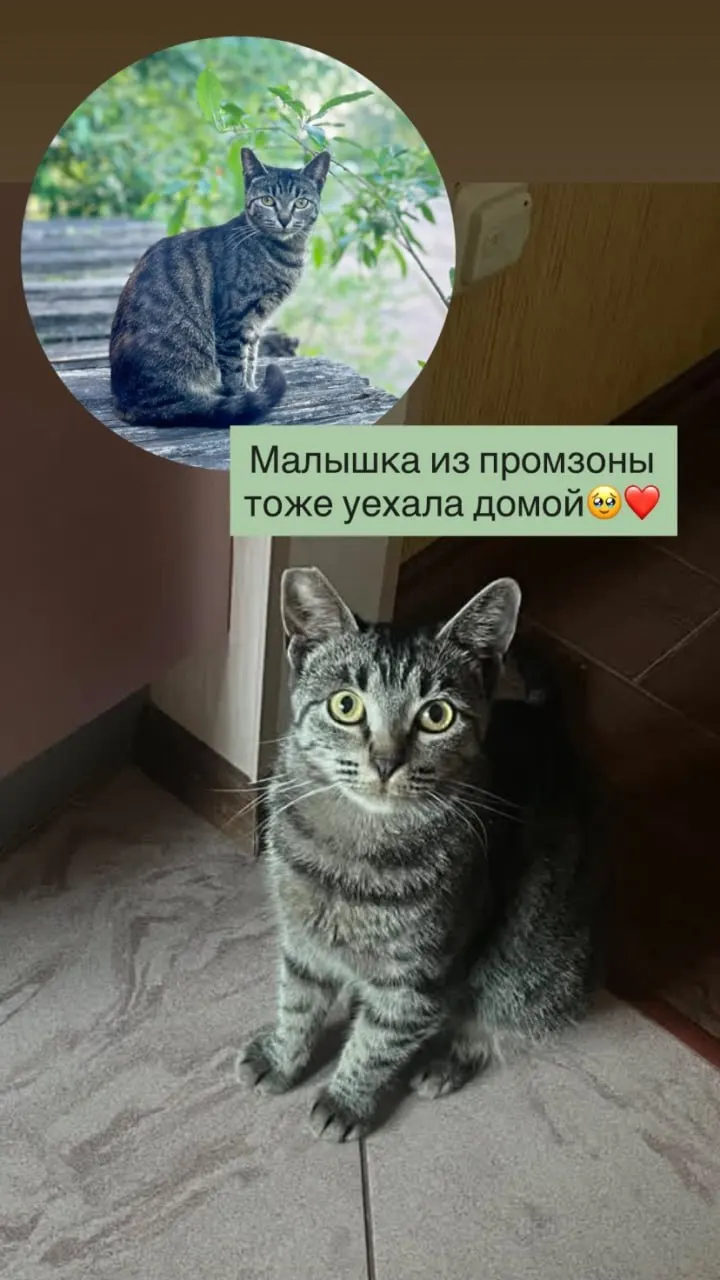 В промзоне на Софийской, 63, где с 1 августа начнут расчистку под жилой комплекс, ранее жили более 30 бездомных кошек. Волонтёры вывезли часть животных, но свыше десяти недоверчивых кошек всё ещё остаются в зоне работ.
