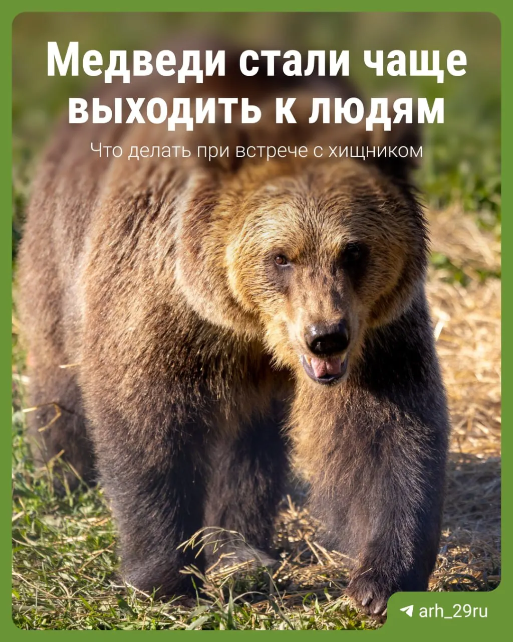 В Архангельской области участились встречи с медведями — в службу 112 поступило больше сообщений, но нападений на людей зафиксировано не было.