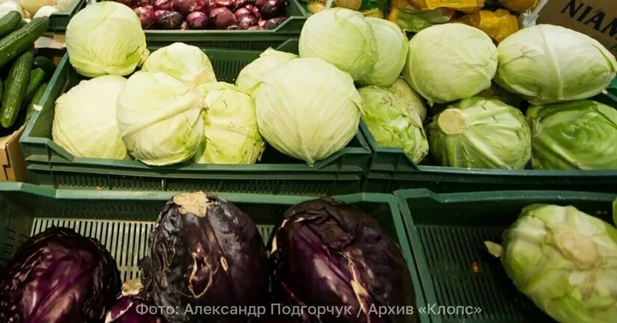 Партия белокочанной капусты, прибывшая из Сербии, оказалась заражена вредителем. В лаборатории подтвердили наличие жизнеспособных особей, партия будет обеззаражена перед продажей.
