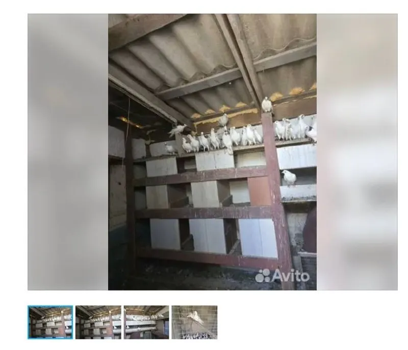Запрет касается продажи и аренды голубей для свадеб и фотосессий; в Петербурге встречаются объявления о продаже птиц.