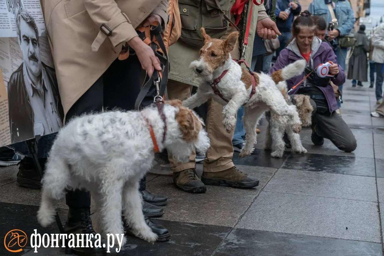 В Петербурге на улице Рубинштейна прошёл фестиваль памяти Сергея Довлатова «День Д» с парадом фокстерьеров и участием местных животных.