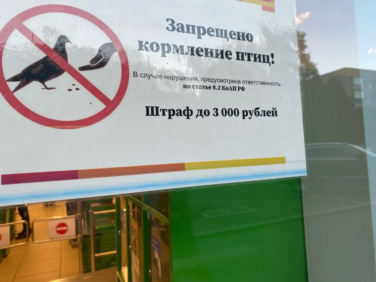 Вокруг торговых точек Архангельска появились таблички с запретом кормления голубей; за нарушение — штраф до 3000 рублей. Город обсуждает баланс между заботой о птицах и санитарными требованиями.