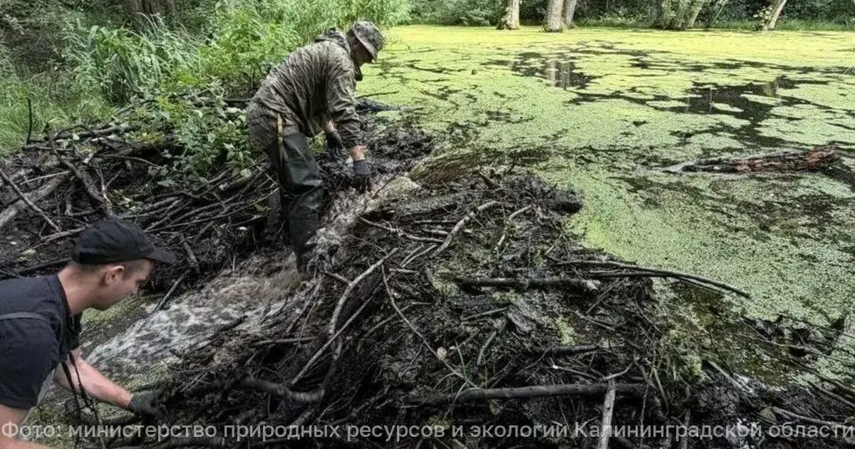 В Калининградской области за два дня разобраны 43 плотины, построенные бобрами. В расчистке приняло участие 100 человек; гидрологический режим восстановлен, риски подтопления снижены.