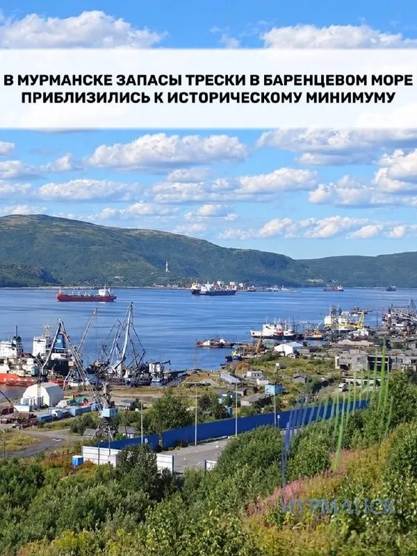 Запасы трески в Баренцевом море сокращаются до рекордно низких значений, что может повлиять на рыбодобычу и экономику региона.