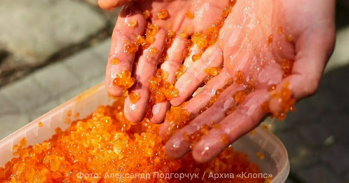 В Калининградскую область прибыла партия икринок форели; в дальнейшем яйца отправят через Смоленск и Ростов.