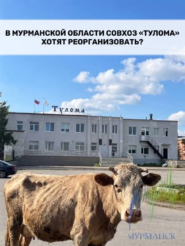 Совхоз «Тулома» в Мурманской области стал предметом обсуждений о целесообразности реорганизации и дальнейшей господдержки.