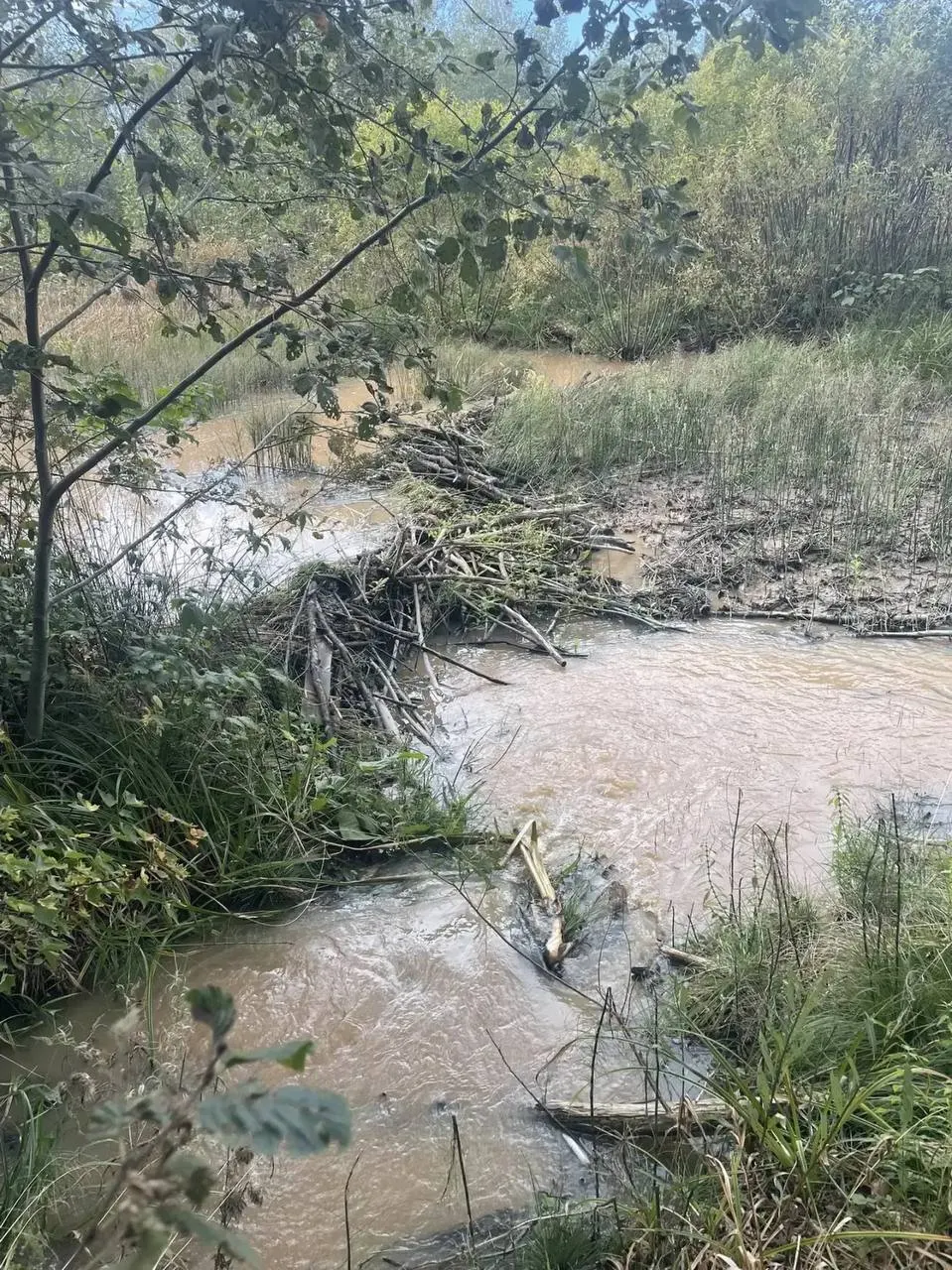 Плотина бобров возле водозабора Сережино спровоцировала разлив; жилой сектор в регионе оказался под угрозой. Плотину разобрали.