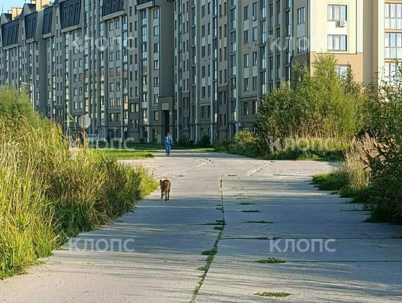 В Зеленоградске зафиксировали любопытную встречу с рыжим лисом, который неспешно прогуливался по центру города.