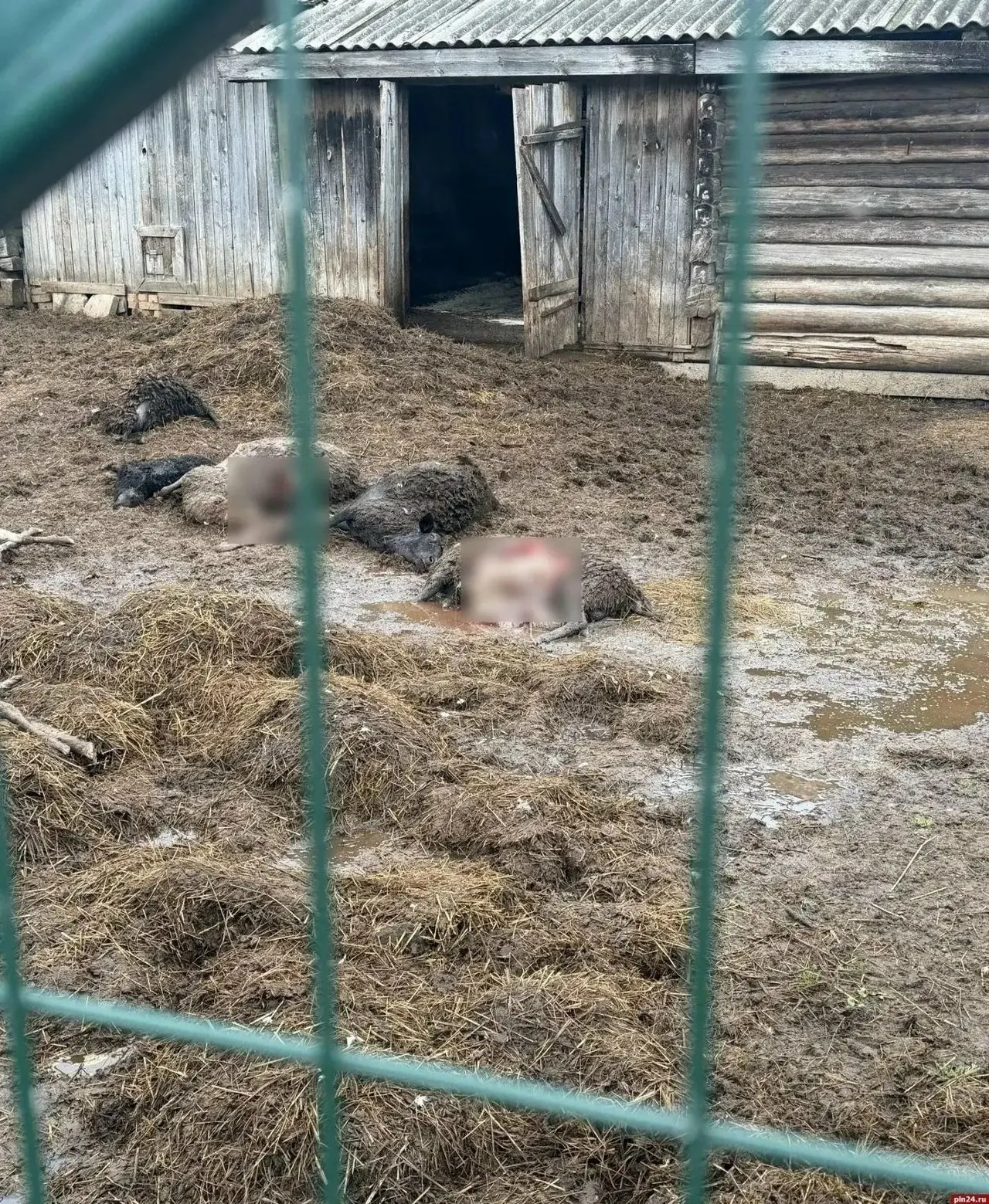 Около десяти овец погибло на ферме в Куньинском округе; на месте обнаружены следы хищников. Местные жители отмечают возрастание активности волков в регионе.