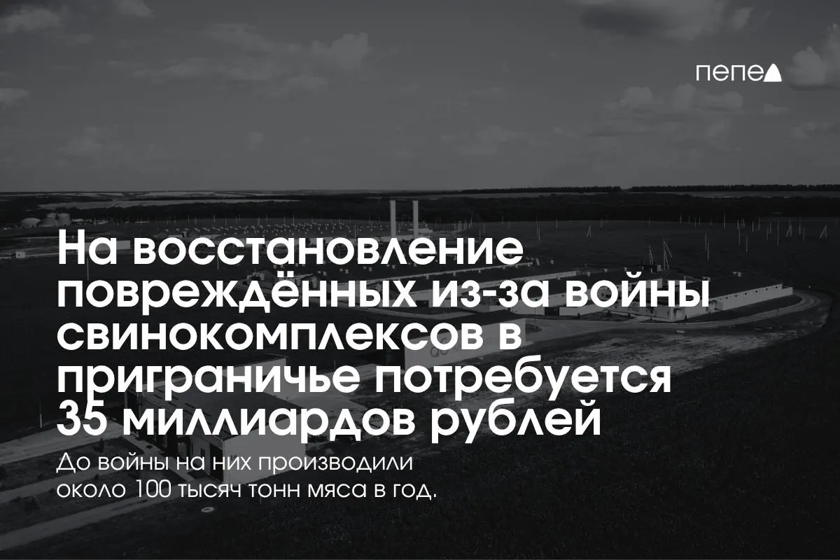 После обстрелов и атак беспилотников в Белгородской, Курской и Брянской областях запланировано масштабное восстановление производства свинины; общие расходы оцениваются в 35 млрд рублей.