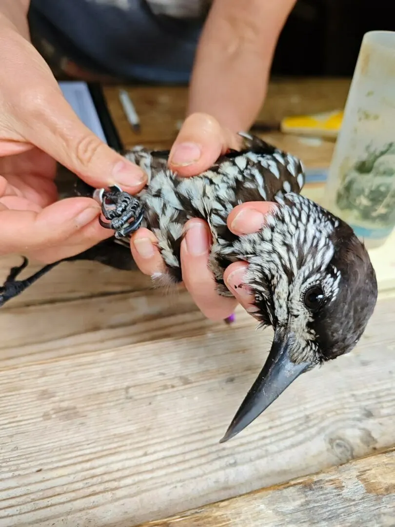 Редкая кедровка оказалась на Куршской косе и попала в ловушку; учёные изучают её миграционные маршруты и поведение.