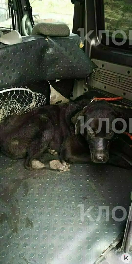 Хозяин Балу погиб во время боевых действий. Псу потребовалась сложная операция и ампутация, сейчас он проживает на передержке и нуждается в поддержке на реабилитацию и уход.