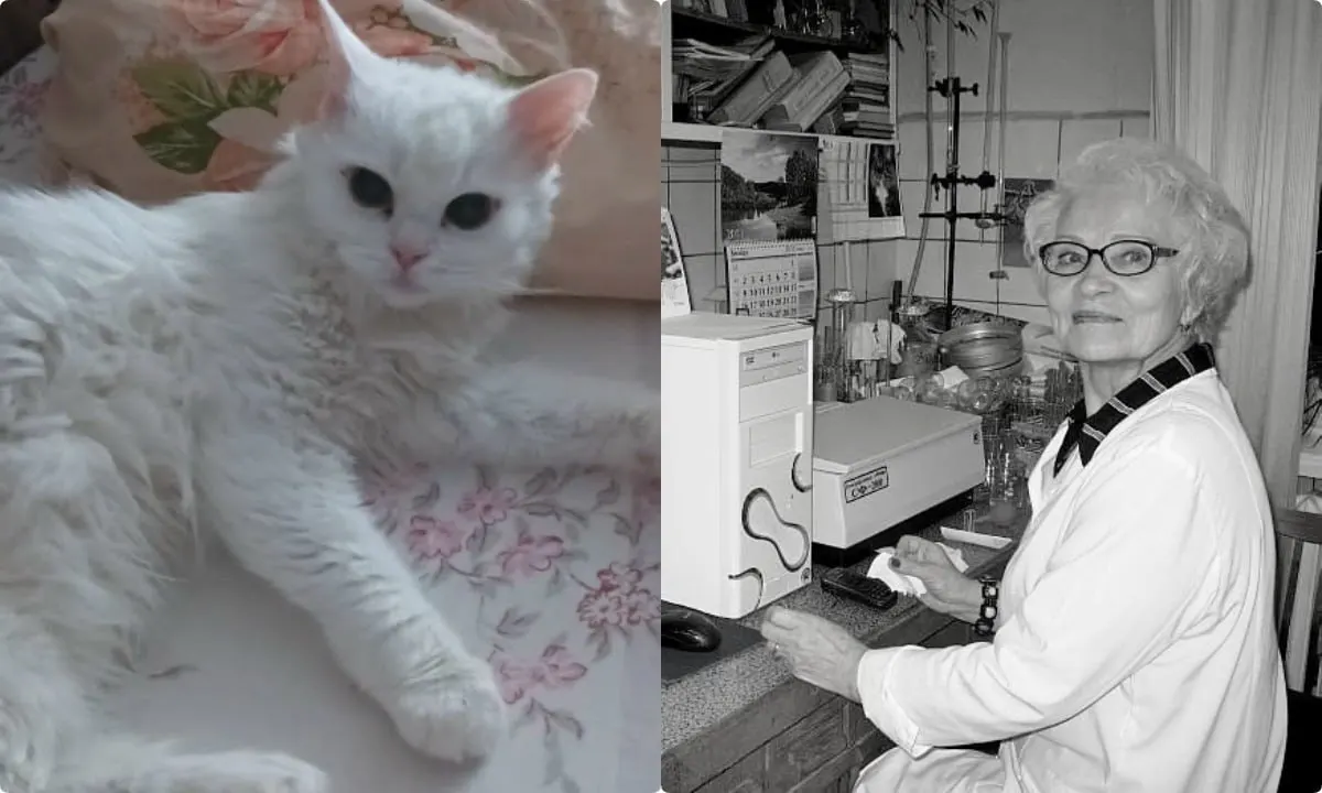 13-летняя кошка Куся нашла новый дом после гибели хозяйки в Петрозаводске.