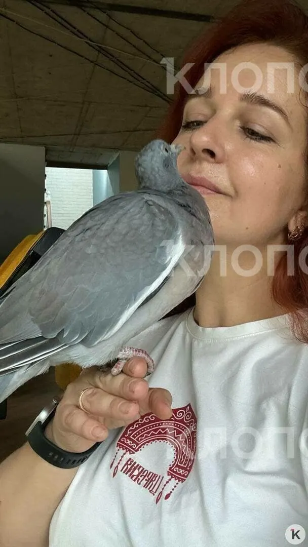 Из яйца вылупился вяхирь — крупный лесной голубь, который стал домашним питомцем у калининградской хозяйки. История заботы и неожиданных перемен.