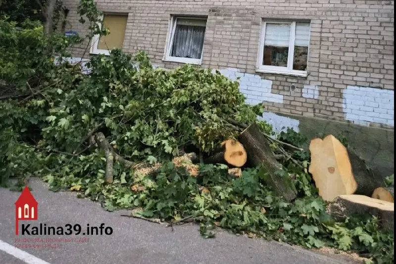 60-летний клён возле дома на Горького, 30–36, был спилен без предупреждения жильцов. В акте на вырубку дерево назвали ослабленным; жители требуют разбирательств и объяснений от властей.