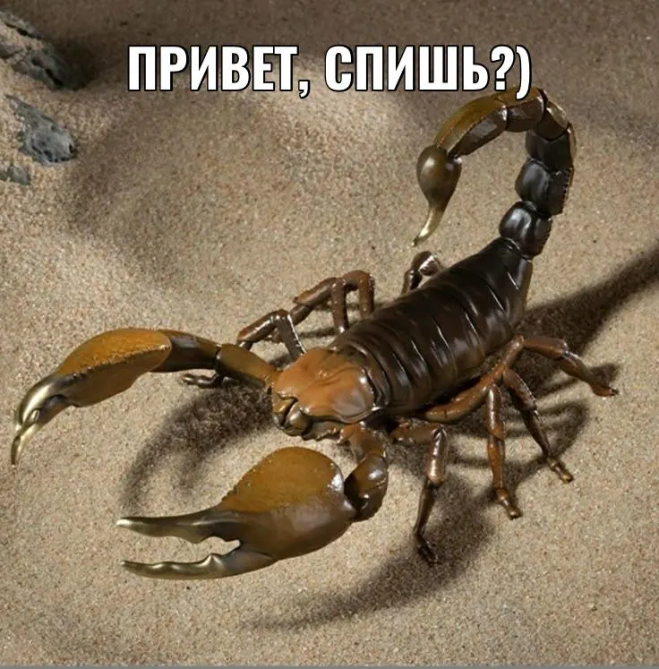 Пострадавшая доставлена в токсикологическое отделение; обследование не выявило интоксикации, и через несколько часов её отпустили домой. По предварительным данным, это могла быть нимфа скорпиона.