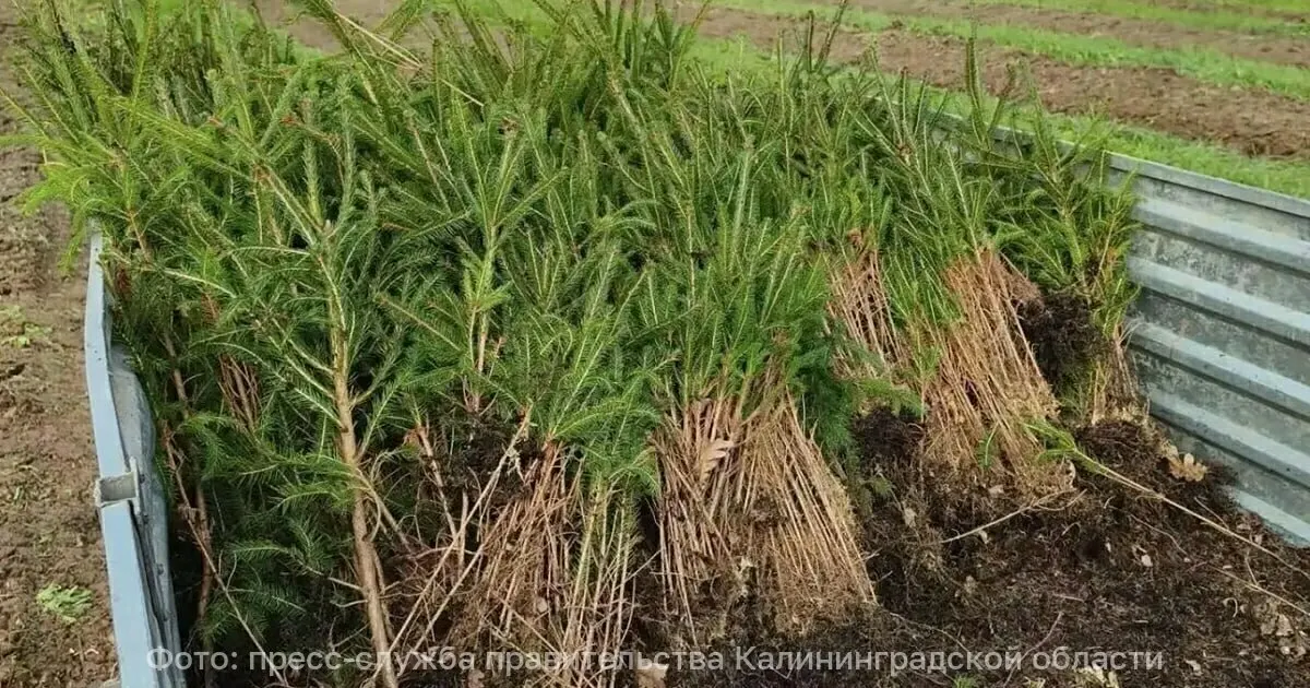 В Калининградской области высадили 45 тысяч сеянцев ели на площади более 15 гектаров. Работы ведутся в рамках нацпроекта «Экологическое благополучие».