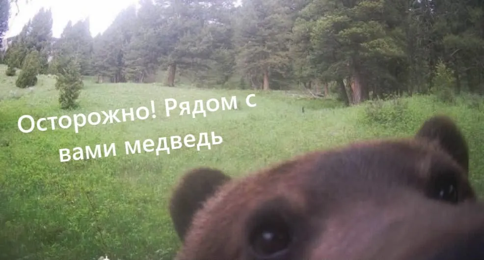 Осенью медведи накапливают жир, чтобы переждать зиму; спячка длится от 60 до 200 дней.