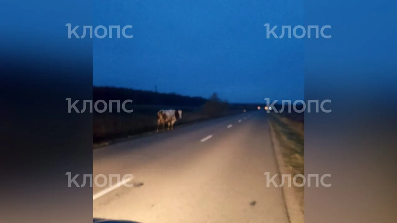 Вечером на участке трассы между Гурьевским и Багратионовским районами водитель с детьми едва избежал лобового столкновения с коровой и грузовиком. Проблему выпаса скота обещают решить.