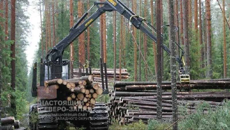 За январь—июнь 2026 года в регионе число организаций в лесной отрасли снизилось на 6,8% среди компаний и на 12,2% среди индивидуальных предпринимателей; отрасль сокращается, преимущественно за счёт малого бизнеса.