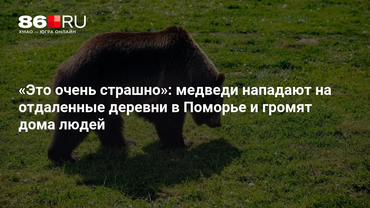 Звери ломают двери и окна в поисках пищи, жители региона опасаются за безопасность.