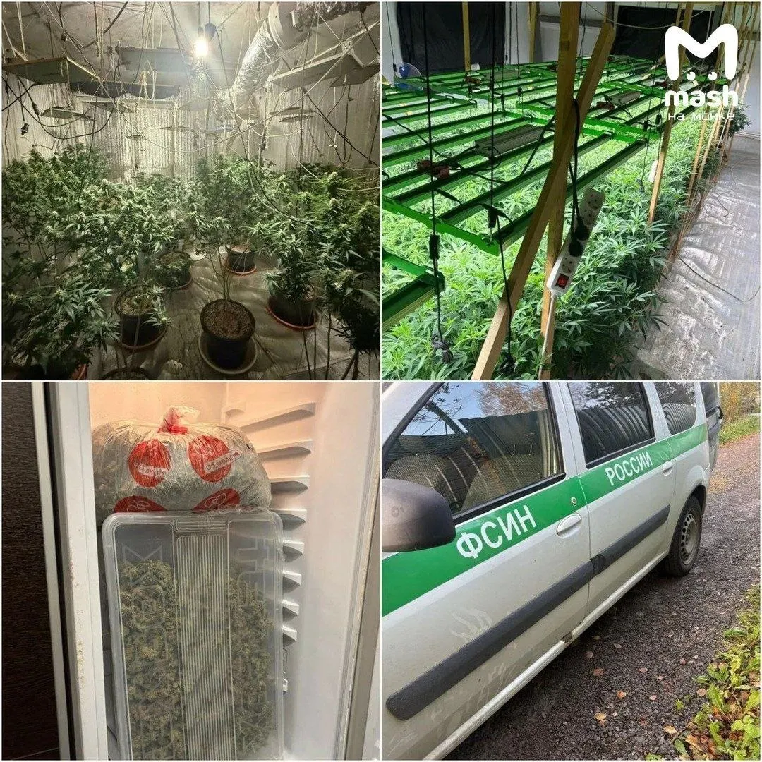 Правоохранители задержали четверых подозреваемых; в ходе обысков найдены около 200 кустов марихуаны и 5 кг готового наркотика.