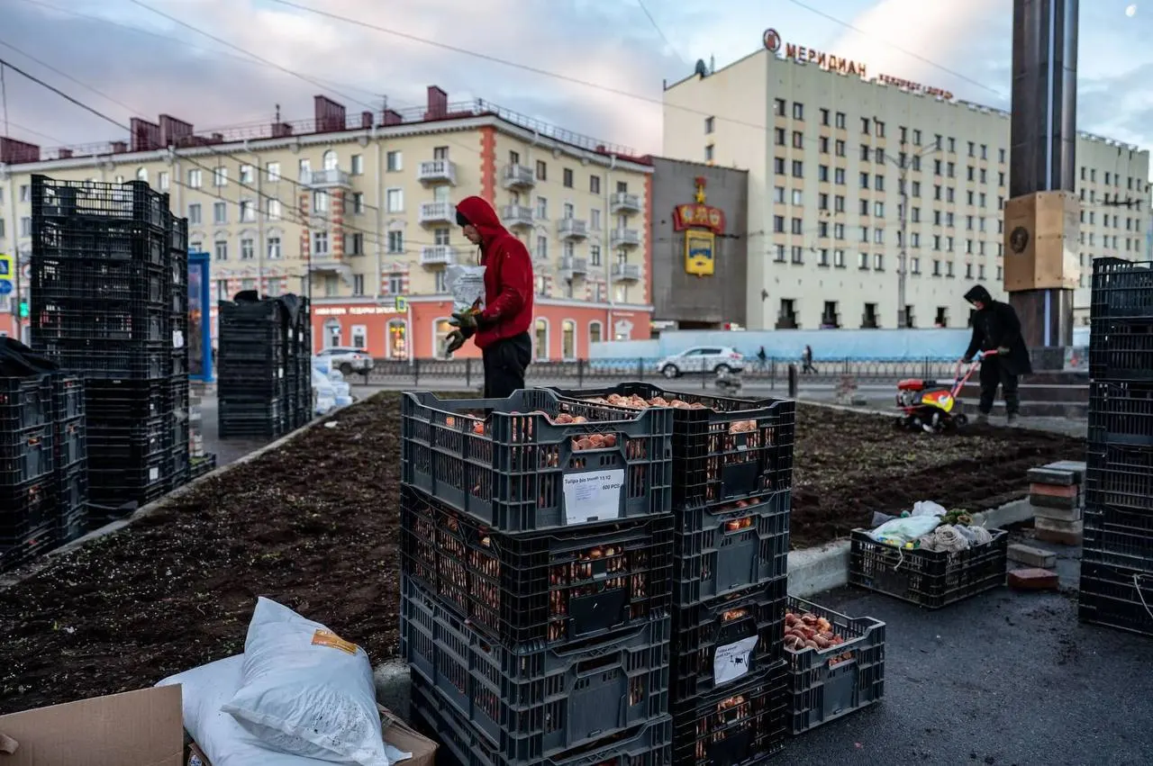 Осень — оптимальное время для высадки луковиц. Планируется посадить свыше 14 тысяч тюльпанов у объектов городской инфраструктуры и возле стелы «Город‑герой Мурманск».