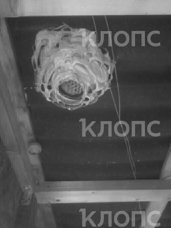 Дачники в посёлке Вершинино Зеленоградского округа нашли над крышей дома необычное гнездо шершня. Эколог пояснил, чем отличается этот вид и какую роль насекомые играют в природе.