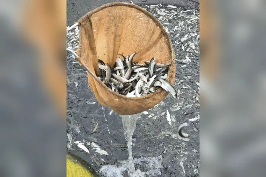В регионе завершили очередной этап воспроизводства водных биоресурсов: выпущено почти 1,9 млн мальков сига с целью поддержания популяций и биоразнообразия залива.