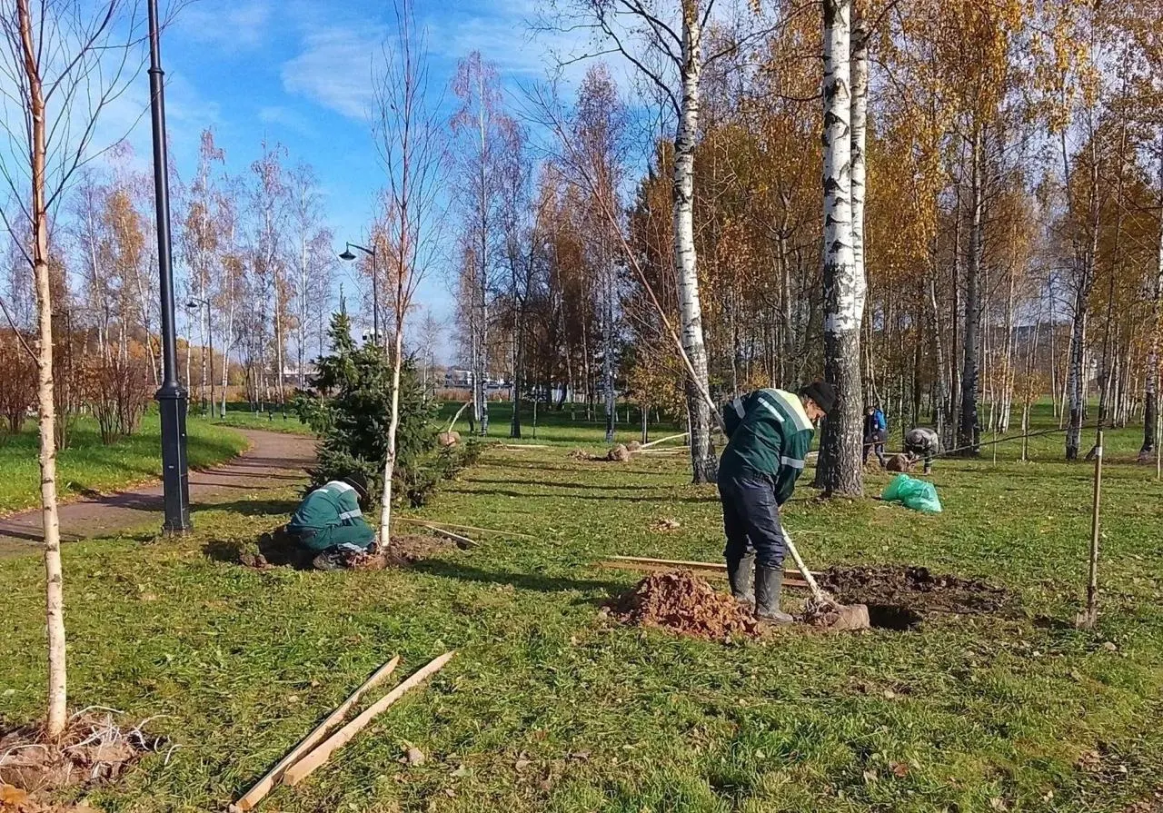 За неделю в городе реализованы мероприятия по озеленению в парках, скверах и на улицах Санкт-Петербурга.
