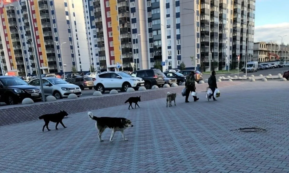 В Карелии пятеро детей пострадали от нападения бездомных собак; суд удовлетворил иски к администрации Пудожского района, детям выплатили 95 тысяч рублей.