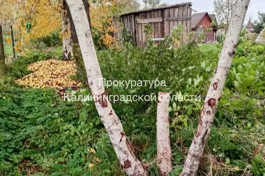 Суд взыскал с родителей двух несовершеннолетних 44,8 тыс. рублей за уничтожённые берёзы на берегу реки Лава в посёлке Шевченко; решение находится под контролем прокуратуры района.