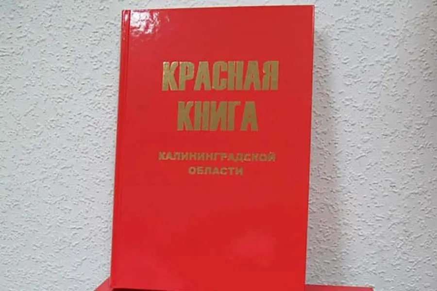 Обновлённое издание Красной книги Калининградской области планируется выпустить до конца 2026 года. В нём перечислят 95 видов животных, грибов и растений; работа над проектом началась летом 2026 года.