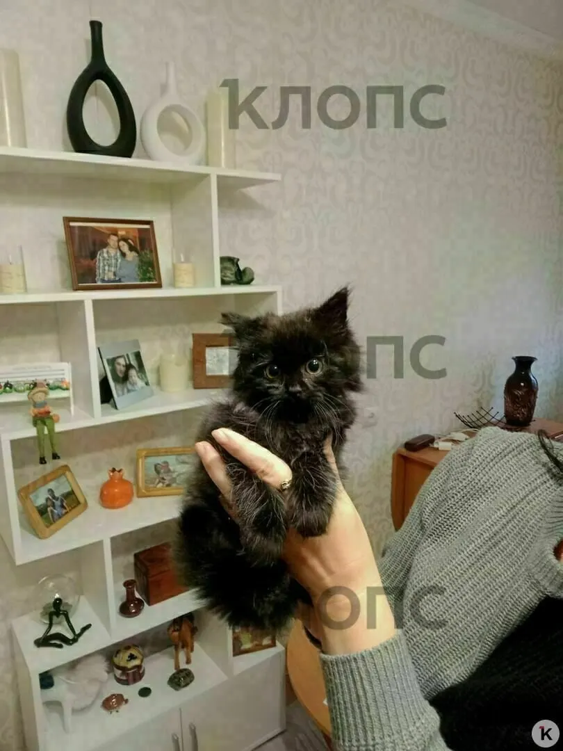 Котёнок, спасённый полицией, благополучно нашёл новый дом у калининградской семьи.